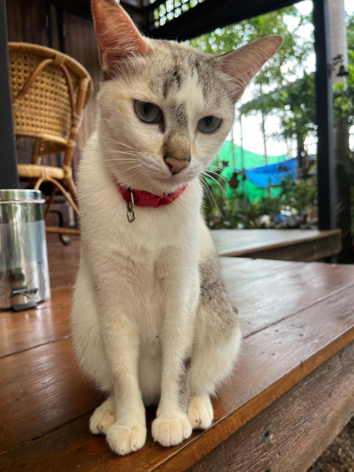 ครูหนูบ้านพัก แหลมงอบ Krunou Baanpak Trat Dış mekan fotoğraf